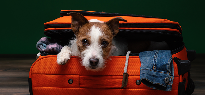 Entendendo o que significa viajar com um pet